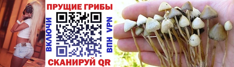 Галлюциногенные грибы GOLDEN TEACHER  закладка  Нахабино 